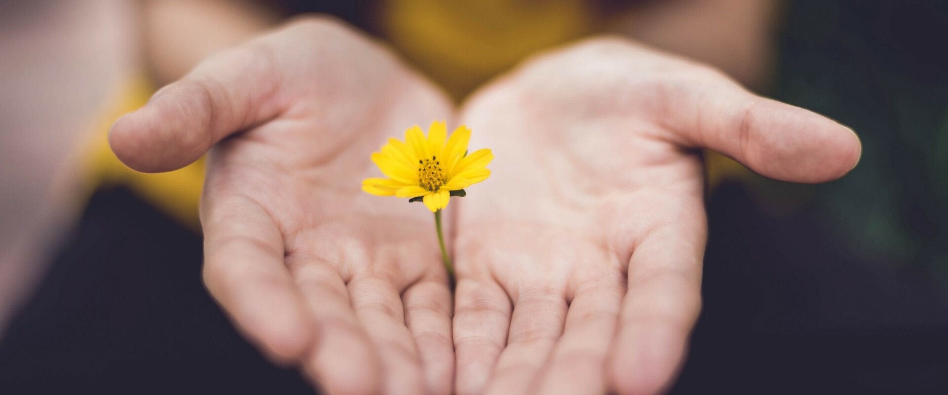 A person holding a dandelion in-between the palms of their hands